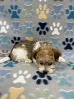Lucky, a male Morkie for sale in Sycamore, GA – 9 of 10