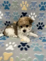Lucky, a male Morkie for sale in Sycamore, GA – 7 of 10