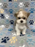 Charmer, a male Morkie for sale in Sycamore, GA – 2 of 10