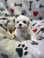 Justin, a male Maltese for sale in Sycamore, GA – 10 of 10