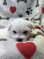 Max, a male Maltese for sale in Sycamore, GA – 2 of 7