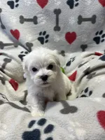Justin, a male Maltese for sale in Sycamore, GA – 7 of 10