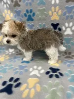 Charmer, a male Morkie for sale in Sycamore, GA – 3 of 10