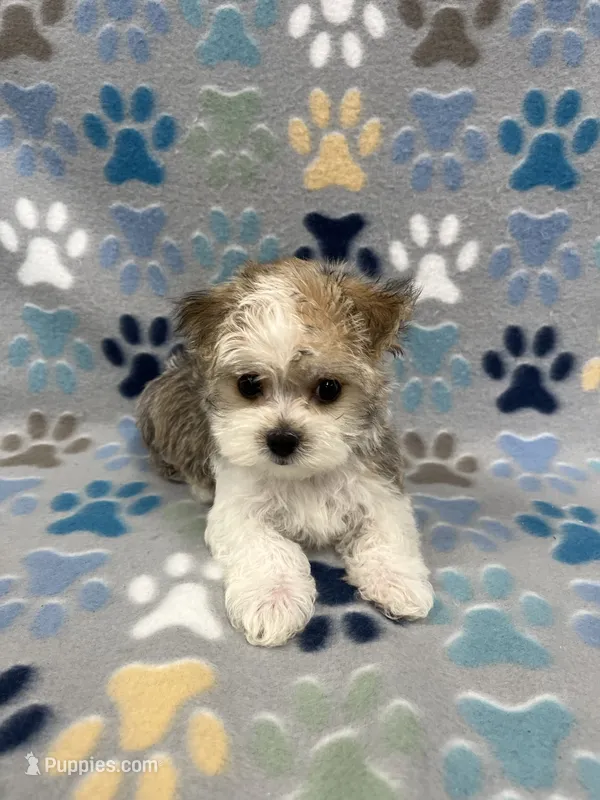 Charmer – Morkie puppy for sale in Sycamore, GA