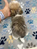 Charmer, a male Morkie for sale in Sycamore, GA – 7 of 10