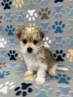 Chief, a male Morkie for sale in Sycamore, GA – 5 of 10