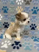 Joy, a female Morkie for sale in Sycamore, GA – 7 of 8