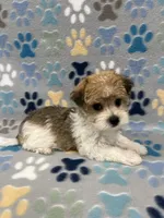 Lucky, a male Morkie for sale in Sycamore, GA – 2 of 10