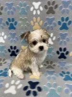 Joy, a female Morkie for sale in Sycamore, GA – 2 of 8