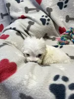 Jake, a male Maltese for sale in Sycamore, GA – 3 of 7