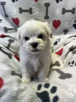 Justin, a male Maltese for sale in Sycamore, GA – 6 of 10
