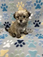 Chip, a male Maltese and Biewer for sale in Sycamore, GA – Photo 5 of 10