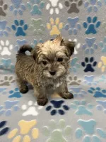 Chip, a male Maltese and Biewer for sale in Sycamore, GA – Photo 10 of 10