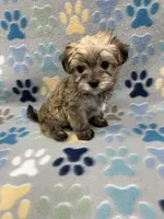 Chip, a male Maltese and Biewer for sale in Sycamore, GA – Photo 8 of 10