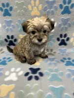Chip, a male Maltese and Biewer for sale in Sycamore, GA – Photo 6 of 10