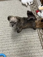 Chip, a male Maltese and Biewer for sale in Sycamore, GA – Photo 2 of 10