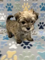 Chip, a male Maltese and Biewer for sale in Sycamore, GA – Photo 9 of 10