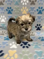 Chip, a male Maltese and Biewer for sale in Sycamore, GA – Photo 7 of 10