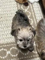 Chip, a male Maltese and Biewer for sale in Sycamore, GA – Photo 4 of 10