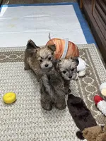 Chip, a male Maltese and Biewer for sale in Sycamore, GA – Photo 3 of 10