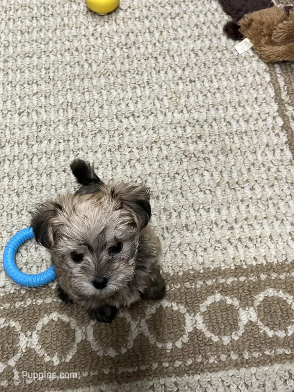Chip – Maltese, Biewer puppy for sale in Sycamore, GA