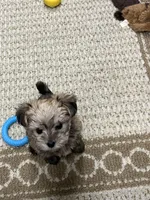 Chip, a male Maltese and Biewer for sale in Sycamore, GA – Photo 1 of 10