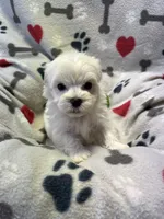 Justin, a male Maltese for sale in Sycamore, GA – 9 of 10