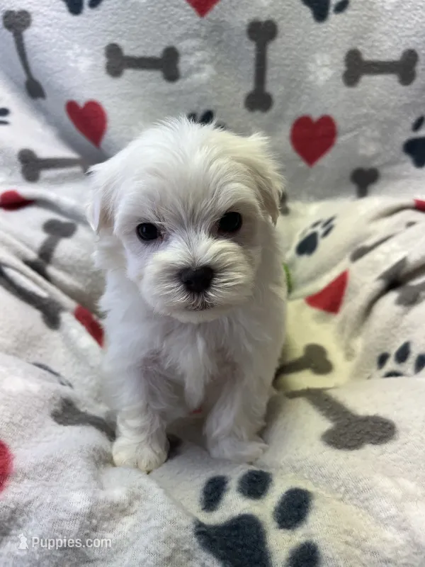 Justin – Maltese puppy for sale in Sycamore, GA
