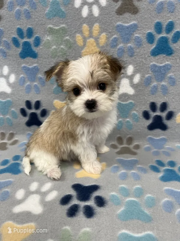 Joy – Morkie puppy for sale in Sycamore, GA