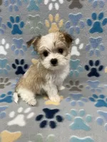 Joy, a female Morkie for sale in Sycamore, GA – 1 of 8
