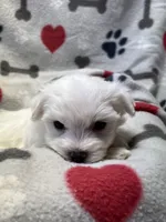 Max, a male Maltese for sale in Sycamore, GA – 6 of 7
