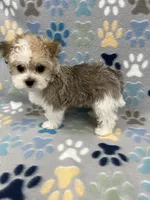Charmer, a male Morkie for sale in Sycamore, GA – 5 of 10