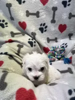 Jake, a male Maltese for sale in Sycamore, GA – 4 of 7