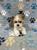 Charmer, a male Morkie for sale in Sycamore, GA – 8 of 10