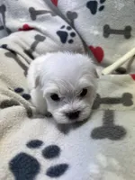 Jeffery , a male Maltese for sale in Sycamore, GA – 7 of 7