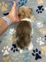 Chief, a male Morkie for sale in Sycamore, GA – 8 of 10