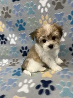 Sunny, a male Morkie for sale in Sycamore, GA – 2 of 8