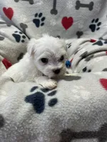 Jake, a male Maltese for sale in Sycamore, GA – 6 of 7