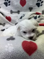 Max, a male Maltese for sale in Sycamore, GA – 3 of 7