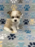 Joy, a female Morkie for sale in Sycamore, GA – 4 of 8
