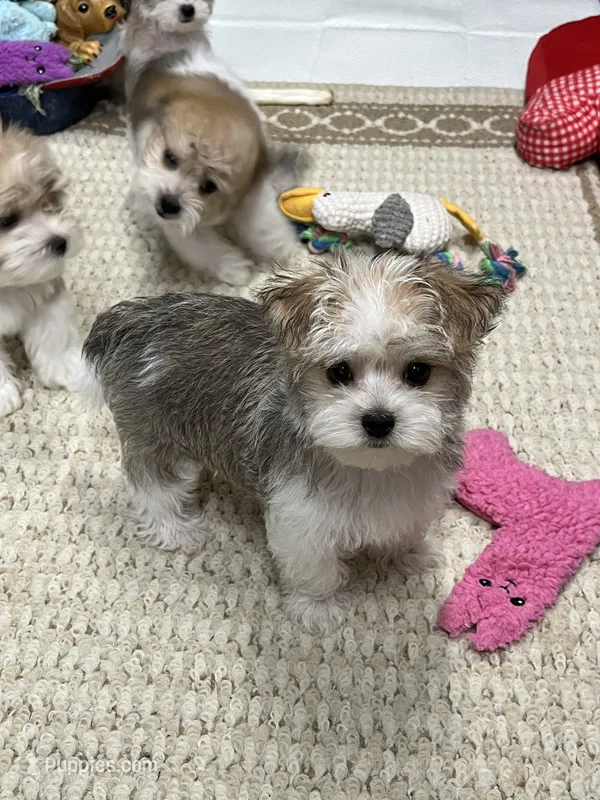 Charmer – Morkie puppy for sale in Sycamore, GA