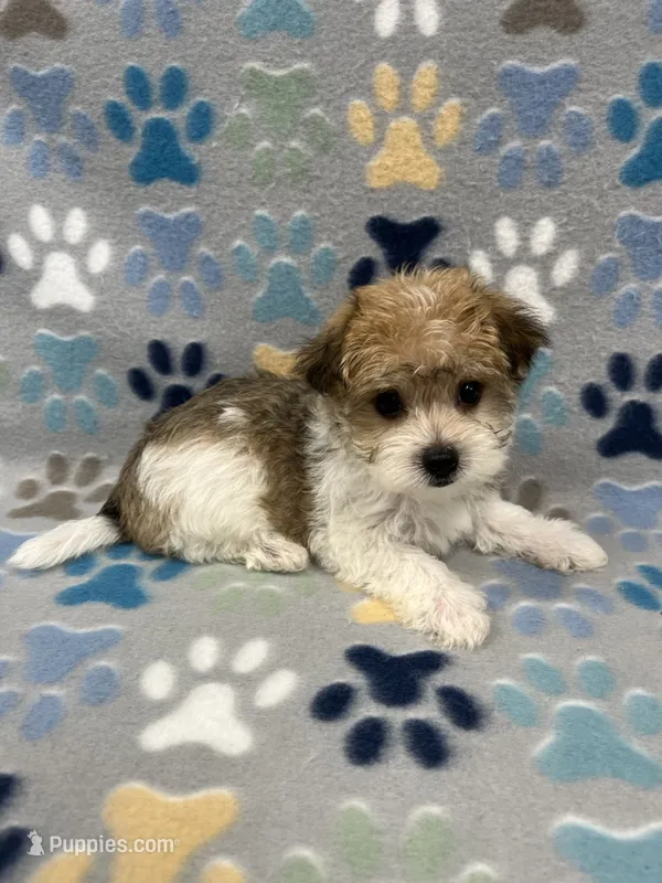 Lucky – Morkie puppy for sale in Sycamore, GA