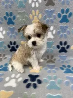 Joy, a female Morkie for sale in Sycamore, GA – 3 of 8
