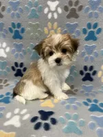 Sunny, a male Morkie for sale in Sycamore, GA – 5 of 8
