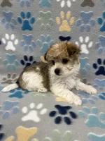 Lucky, a male Morkie for sale in Sycamore, GA – 10 of 10