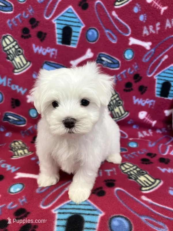 Max – Maltese puppy for sale in Sycamore, GA