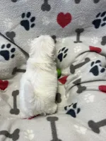 Justin, a male Maltese for sale in Sycamore, GA – 8 of 10