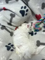 Jake, a male Maltese for sale in Sycamore, GA – 5 of 7