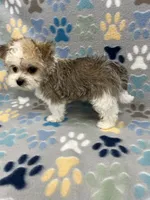 Charmer, a male Morkie for sale in Sycamore, GA – 9 of 10