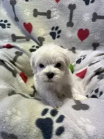 Justin, a male Maltese for sale in Sycamore, GA – 5 of 10
